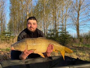 Common Carp