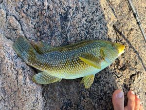 Ballan Wrasse