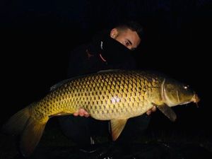 Common Carp