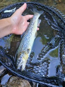 Brown Trout