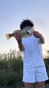 Largemouth Bass