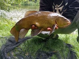 Tench