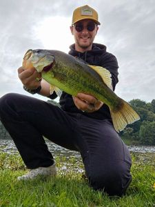 Largemouth Bass