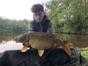Common Carp