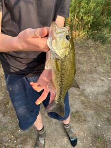 Largemouth Bass