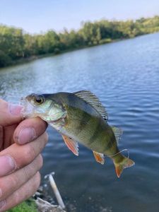 European Perch