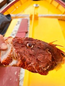 Red Scorpionfish
