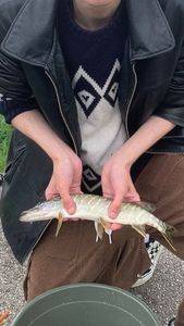 Northern Pike