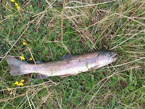Rainbow Trout