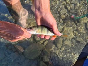 European Perch