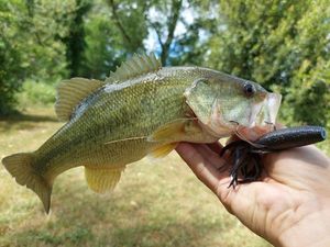 Largemouth Bass