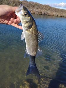 European Bass (Seabass)