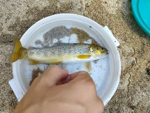 Brown Trout