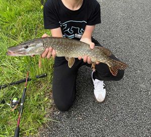 Northern Pike