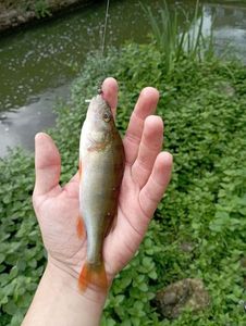 European Perch