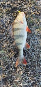 European Perch