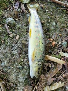 Brown Trout