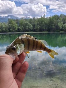 European Perch