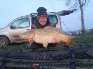 Common Carp