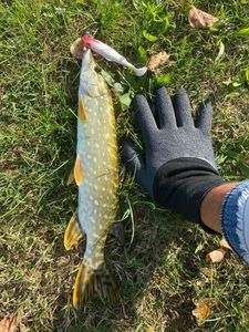 Northern Pike