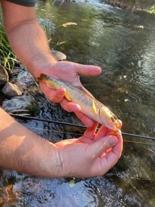 Brown Trout