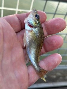 Ruffe