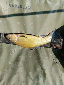 Tench