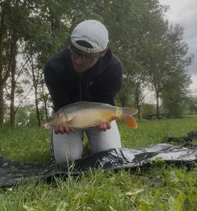 Common Carp