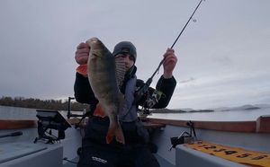 European Perch