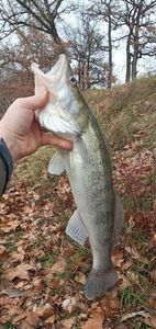 Zander