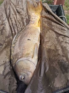 Mirror Carp