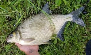 Common Bream capturado por Lucas Dornes
