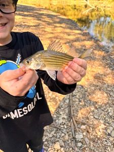 Yellow Bass