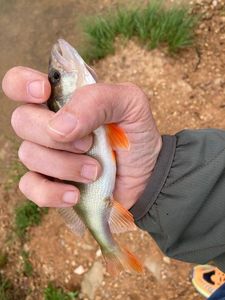 Largemouth Bass