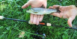 Brown Trout