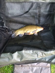 Tench