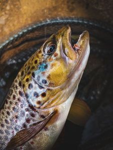 Brown Trout