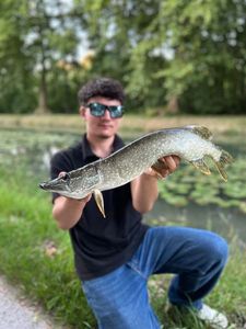 Northern Pike