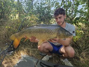 Common Carp