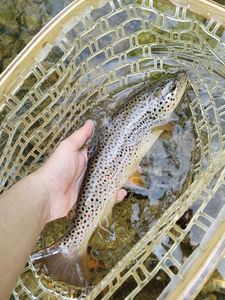 Brown Trout