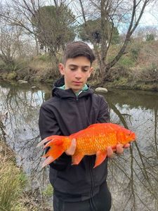 Goldfish
