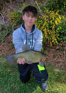 Tench