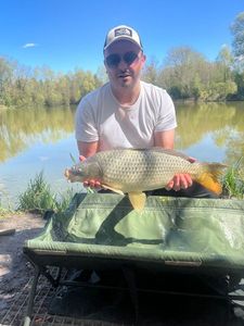 Common Carp
