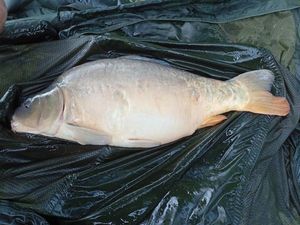 Mirror Carp