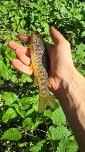 Brown Trout