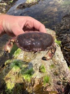 Brown Crab