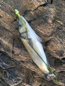 European Bass (Seabass)