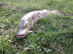 Northern Pike
