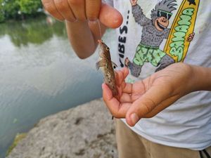 Round Goby