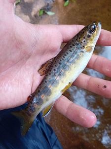 Brown Trout